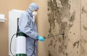 Best Basement Mold Removal  in Pahoa, HI